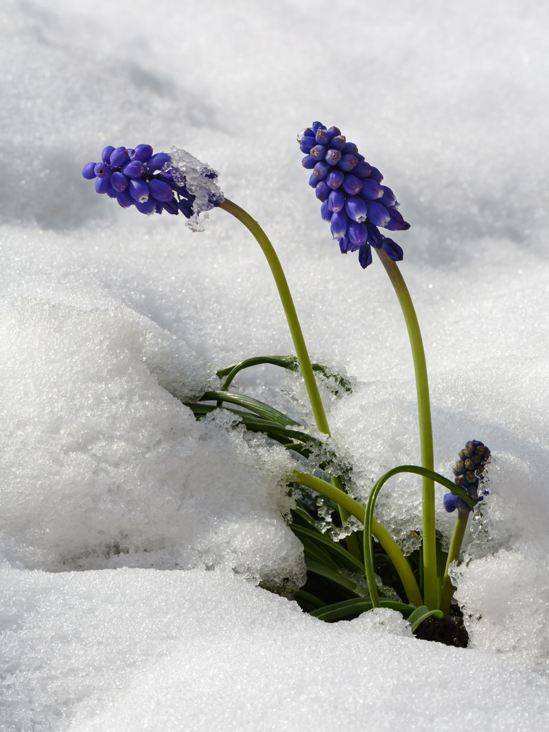 Armenian Grape Hyacinth photo 2