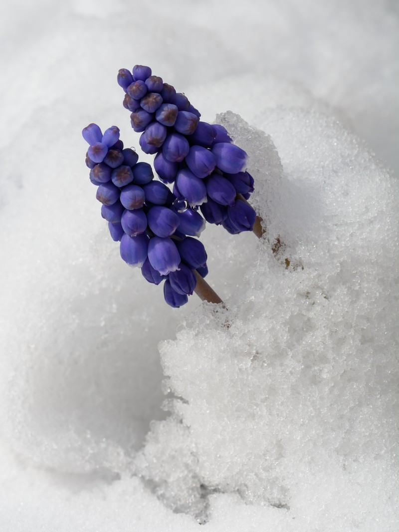 Armenian Grape Hyacinth photo 3