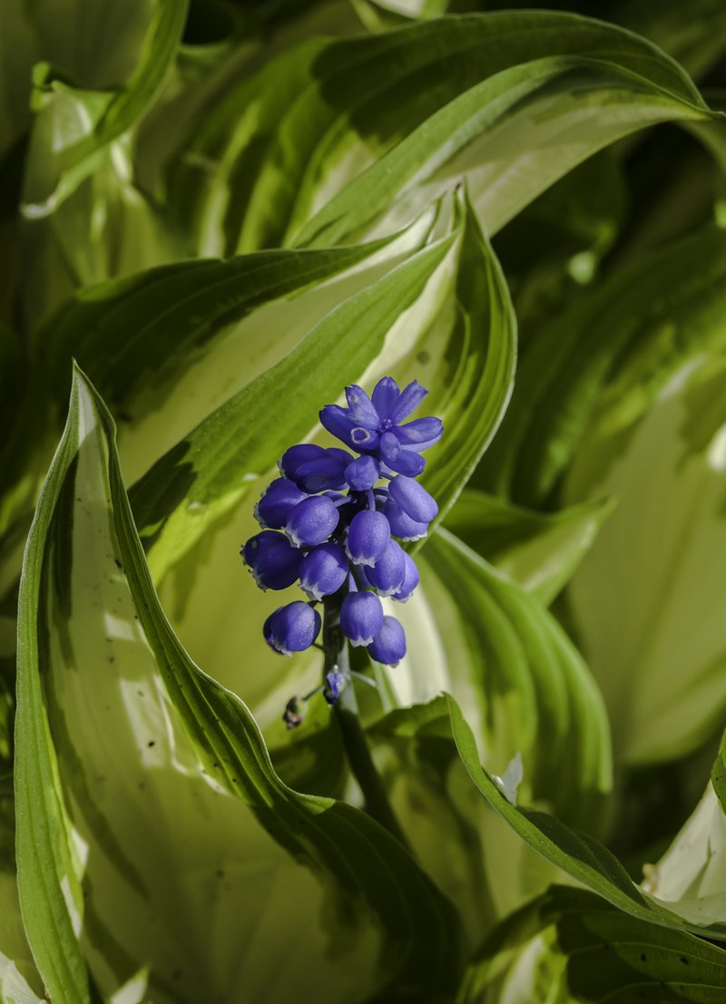 Armenian Grape Hyacinth photo 6
