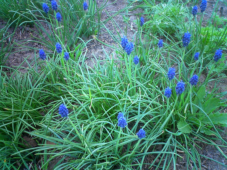 Armenian Grape Hyacinth photo 7