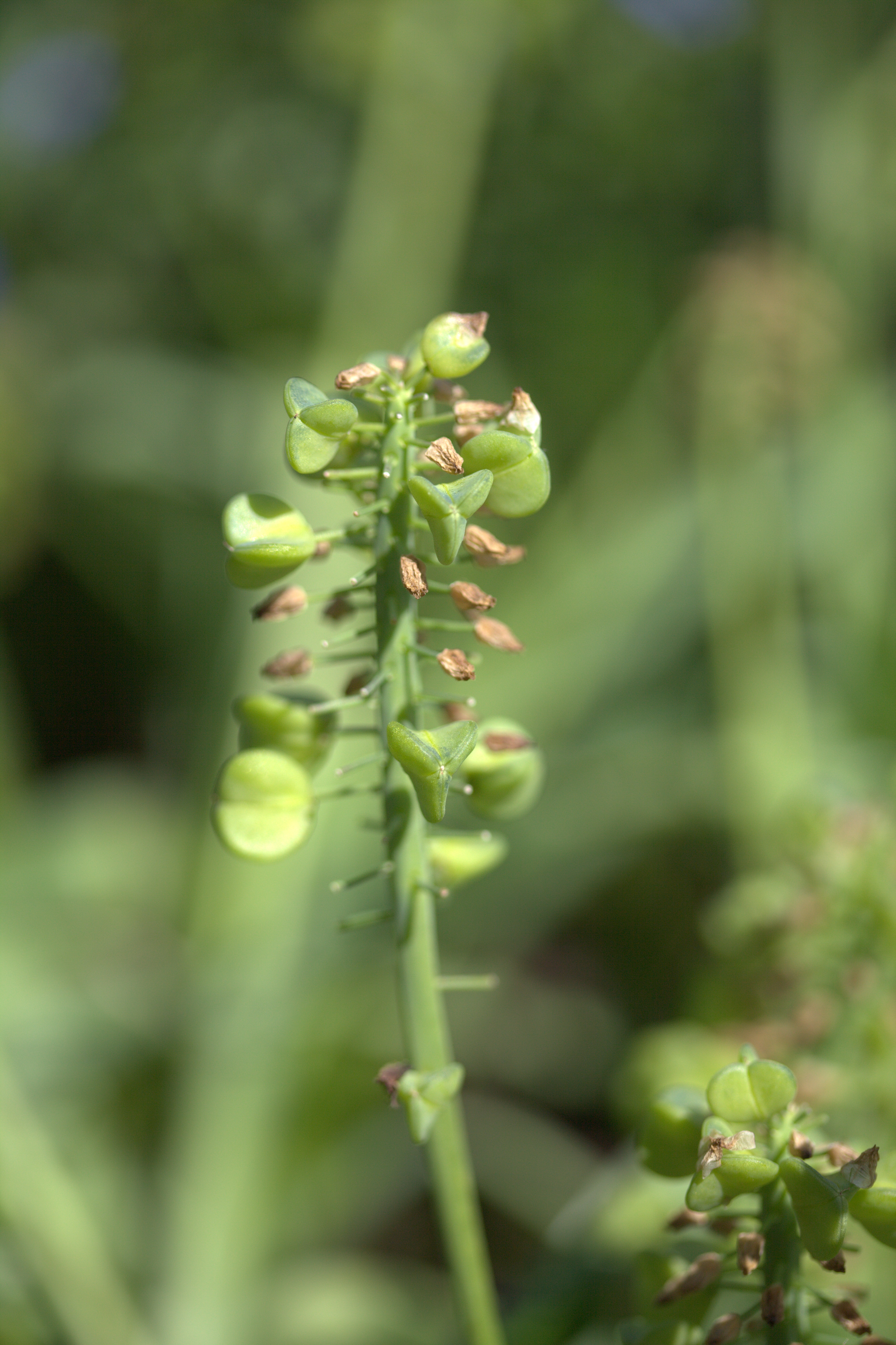 Armenian Grape Hyacinth photo 8