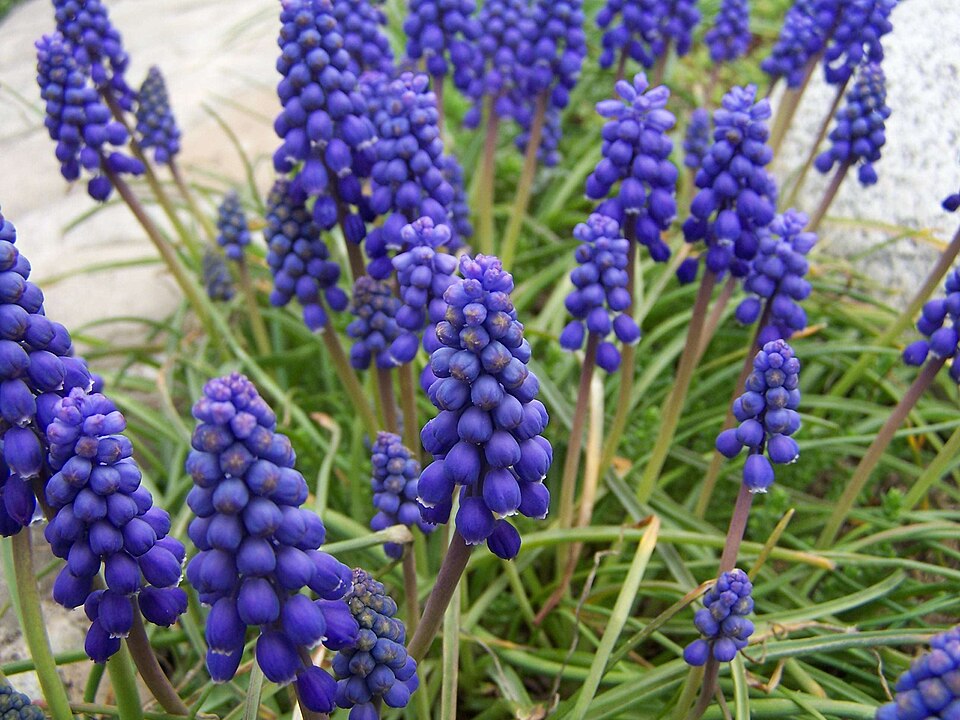 Armenian Grape Hyacinth