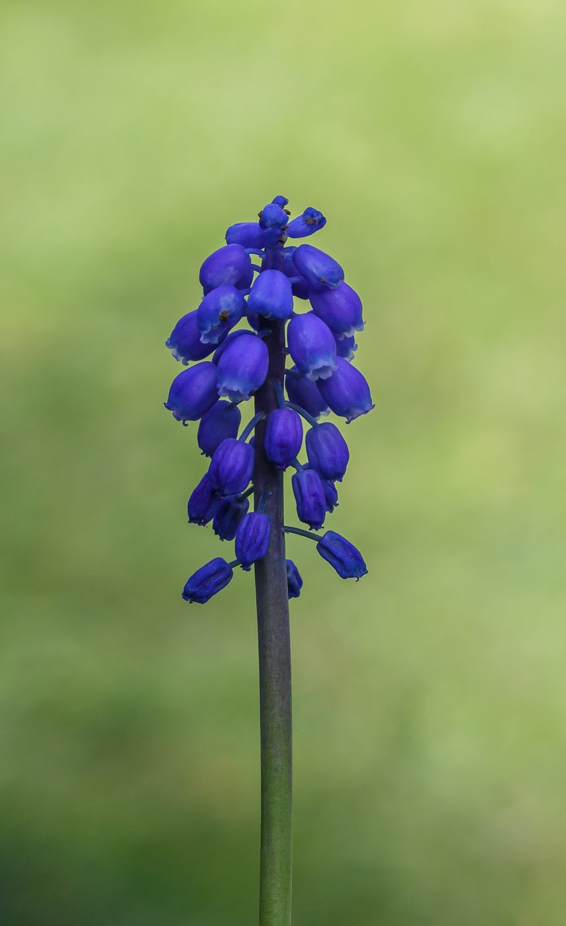 Common Grape Hyacinth photo 5