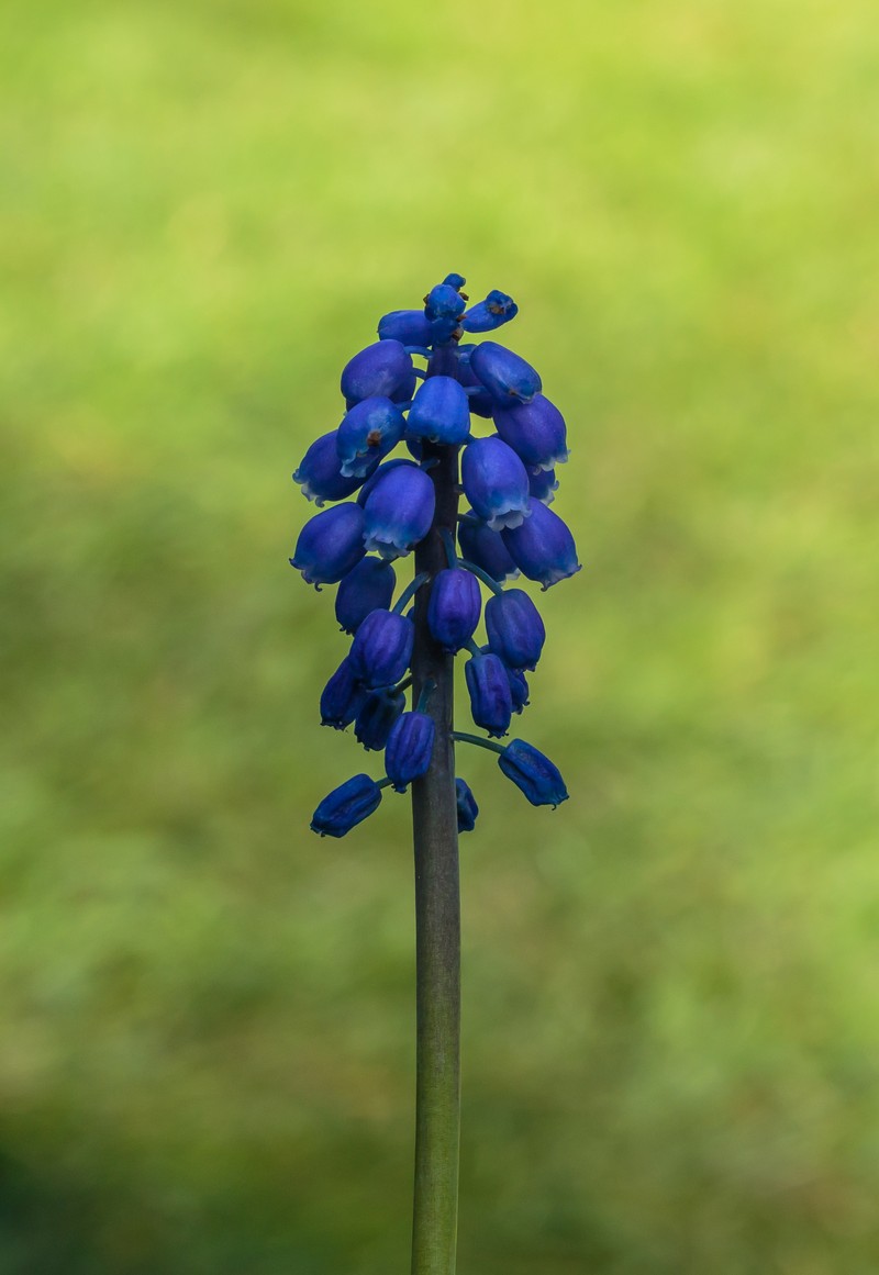 Common Grape Hyacinth photo 6