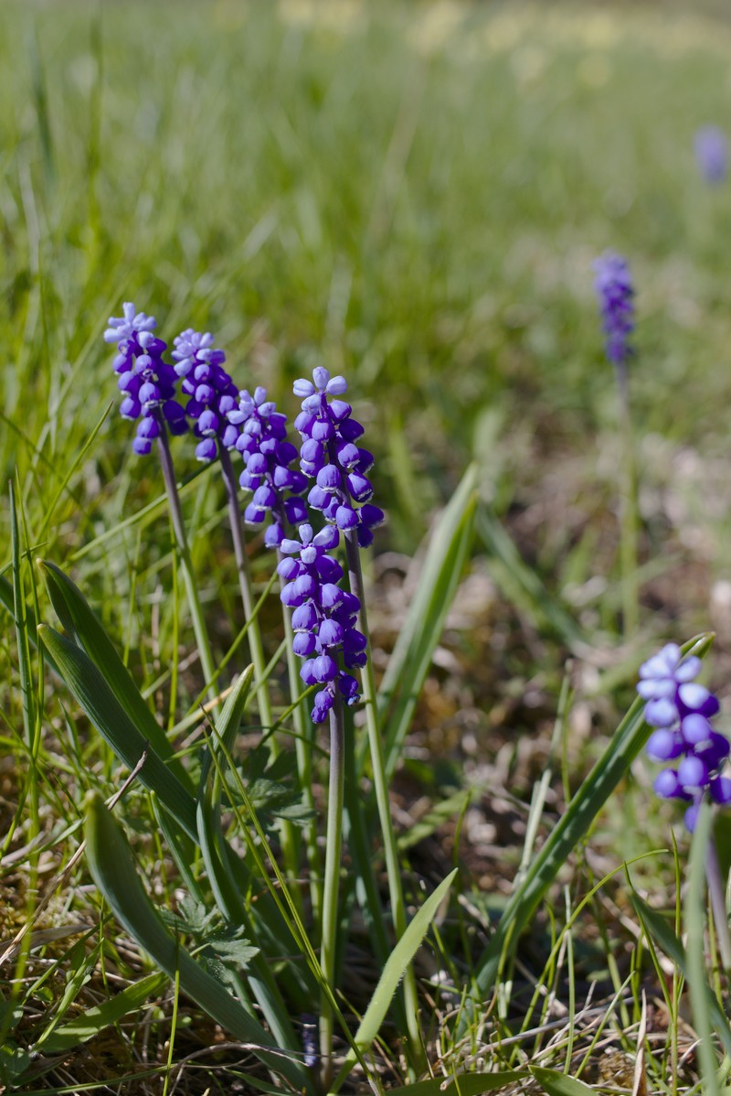 Common Grape Hyacinth photo 2