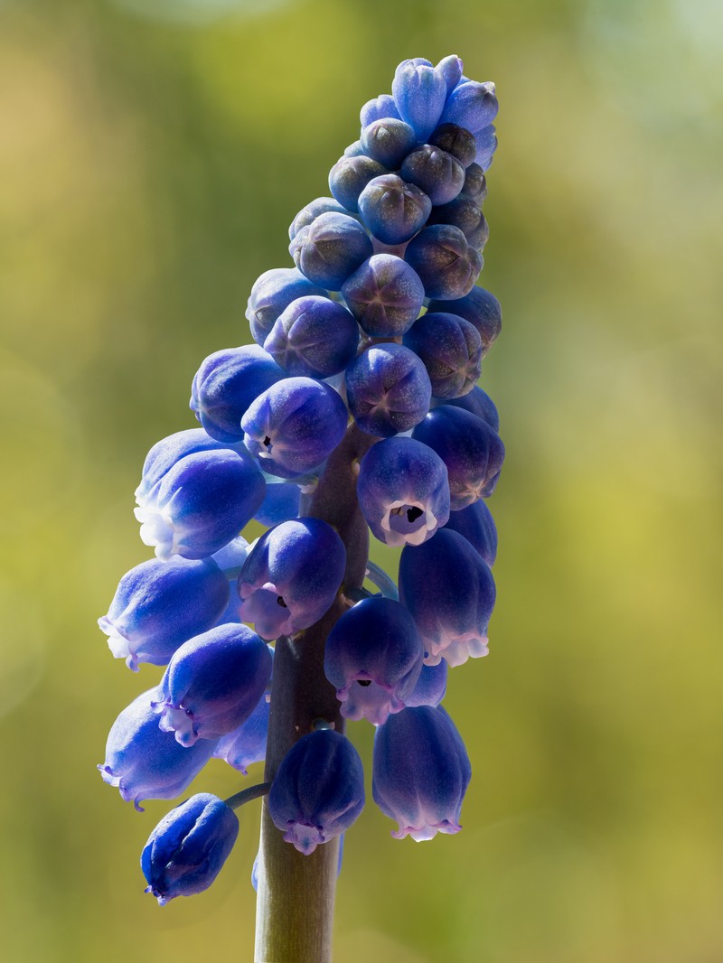 Common Grape Hyacinth photo 3