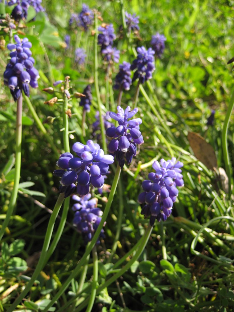 Common Grape Hyacinth