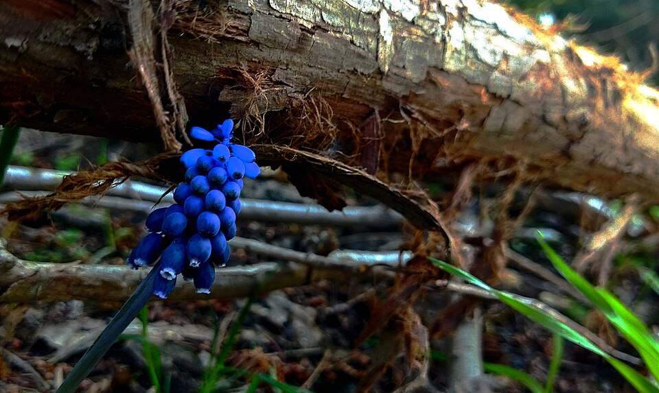 Common Grape Hyacinth photo 7