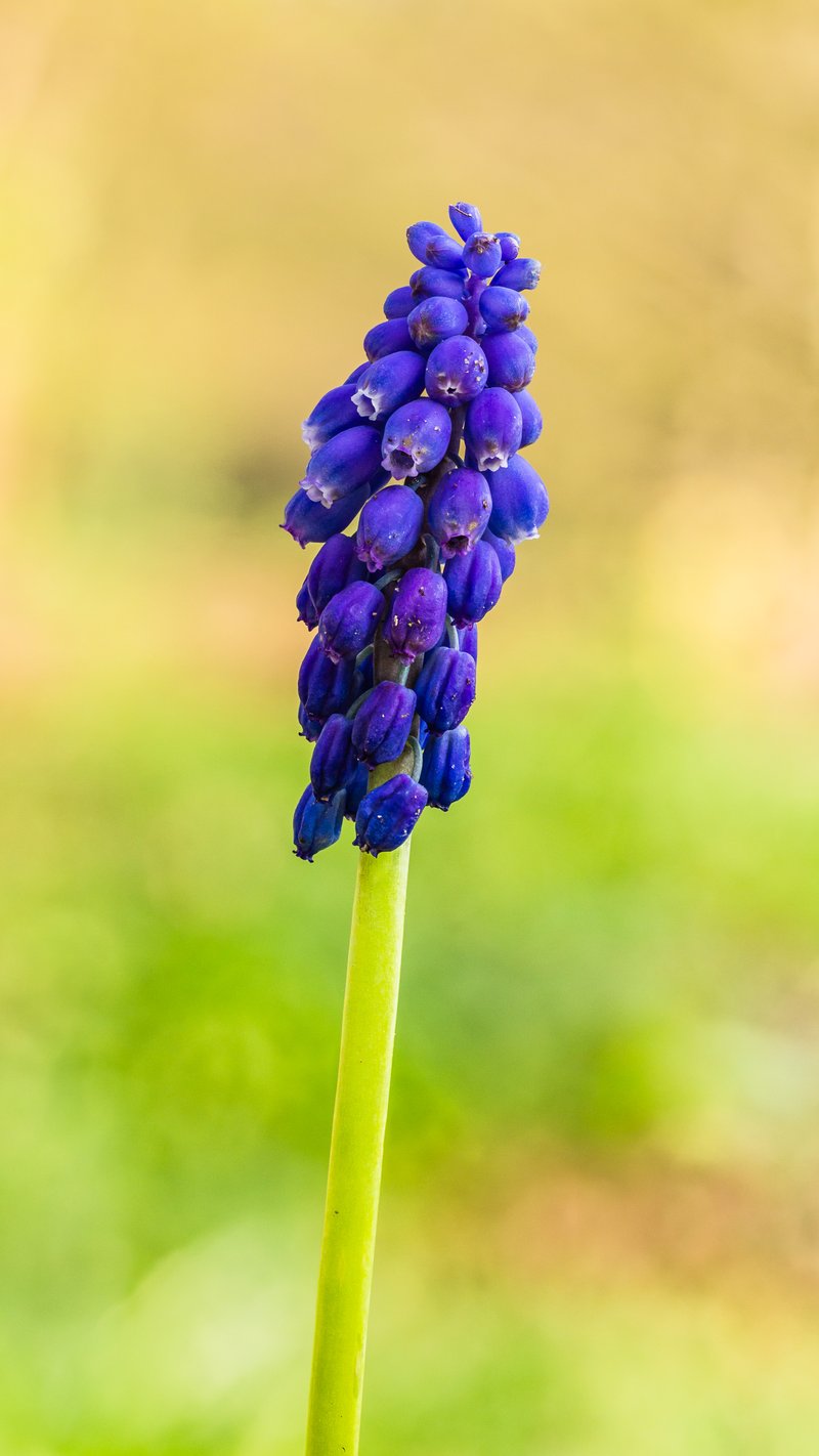 Common Grape Hyacinth photo 8