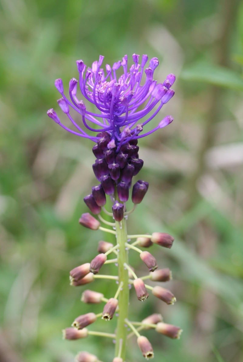 Tassel Grape Hyacinth photo 2