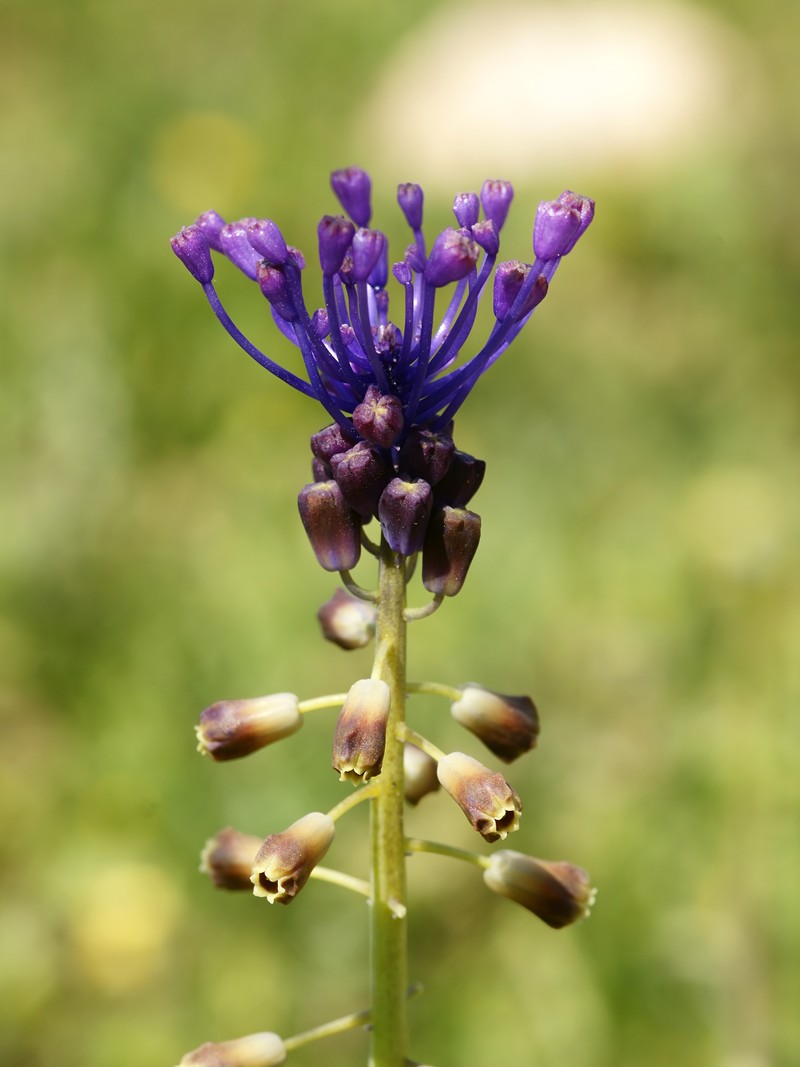 Tassel Grape Hyacinth photo 3