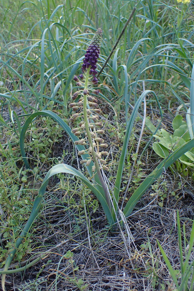 Tassel Grape Hyacinth photo 4