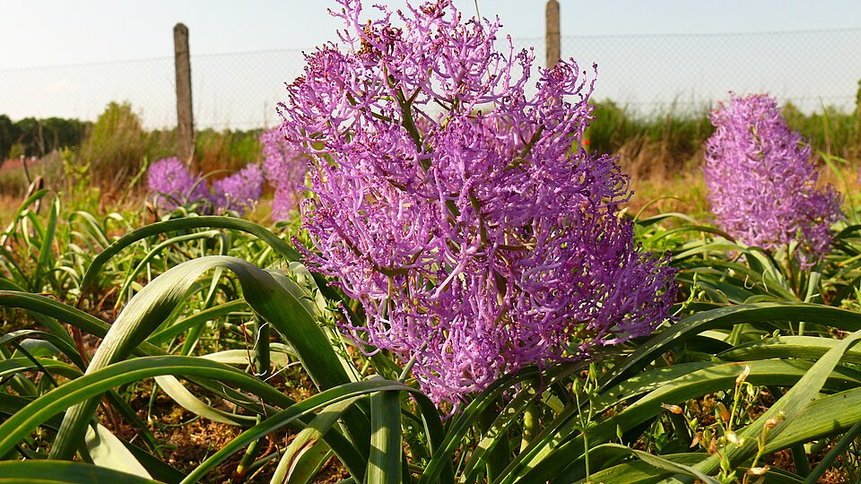 Tassel Grape Hyacinth photo 5