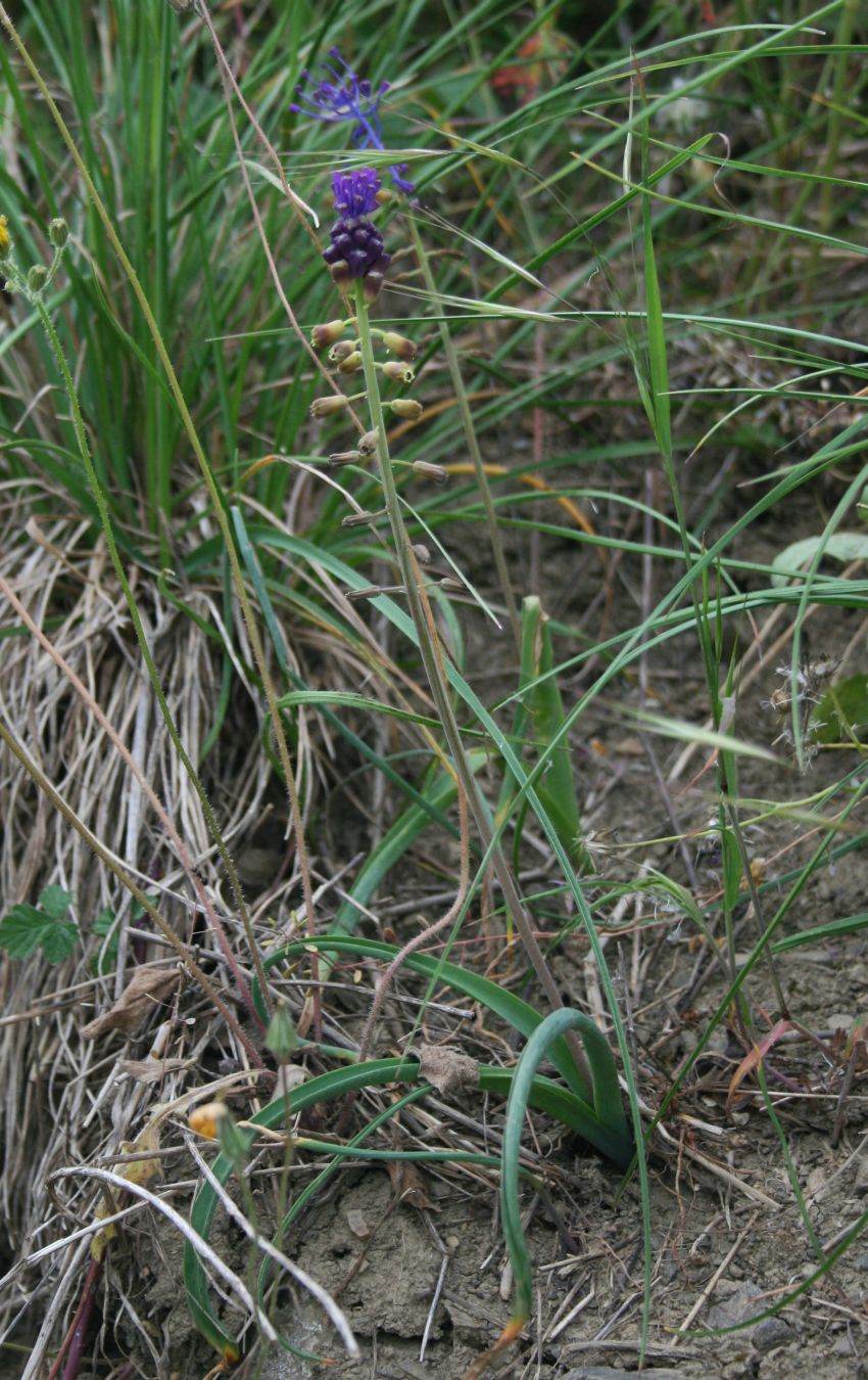Tassel Grape Hyacinth photo 6