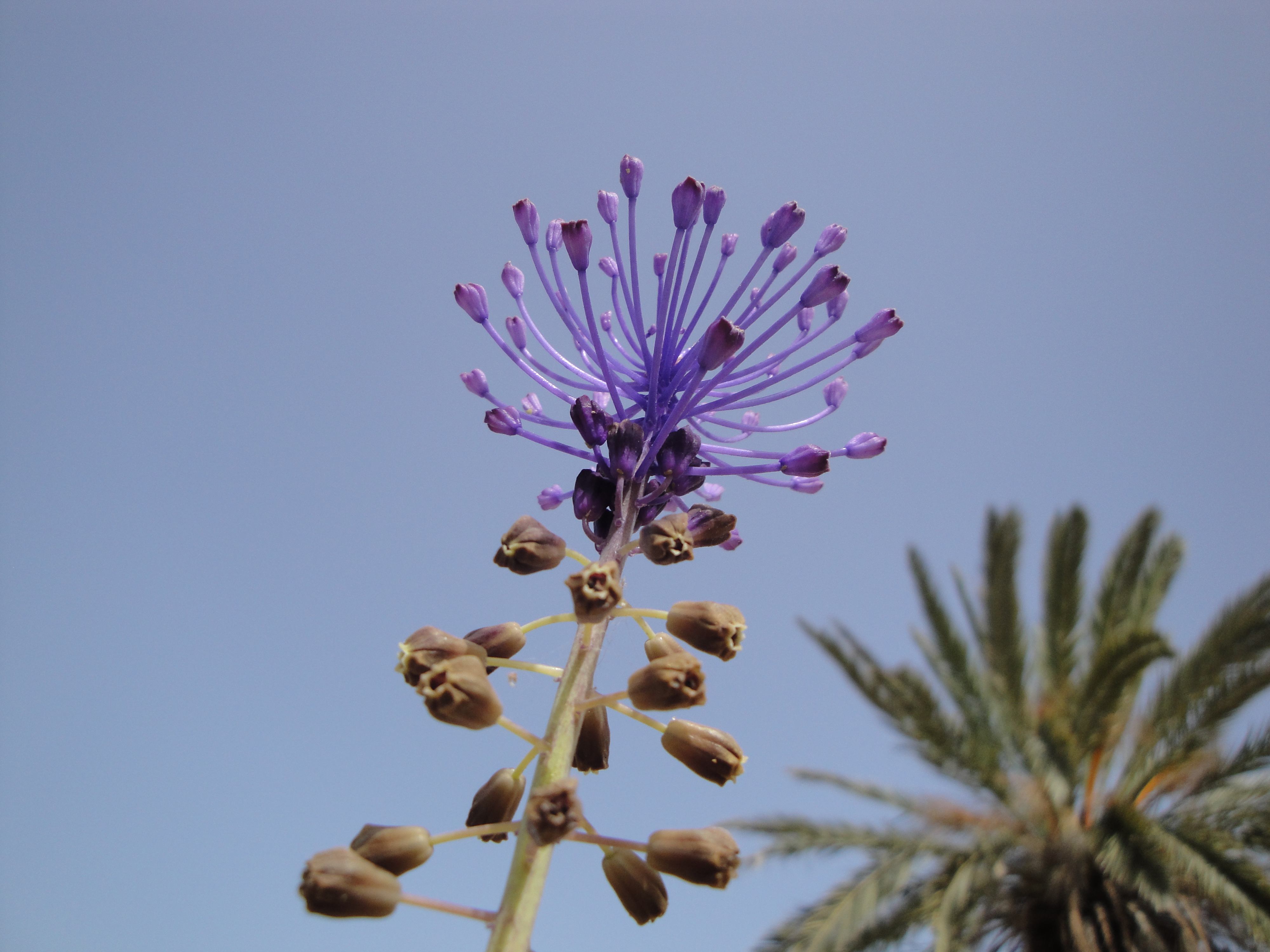 Tassel Grape Hyacinth photo 7