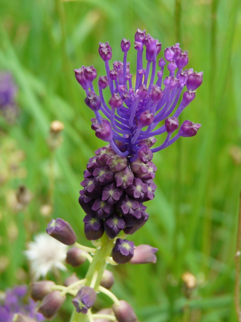 Tassel Grape Hyacinth