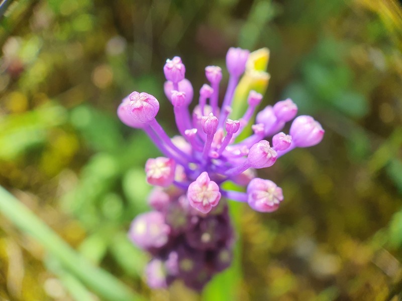 Tassel Grape Hyacinth photo 8