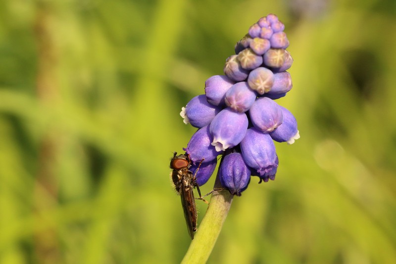 Starch Grape Hyacinth photo 5