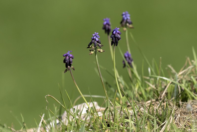 Starch Grape Hyacinth photo 6