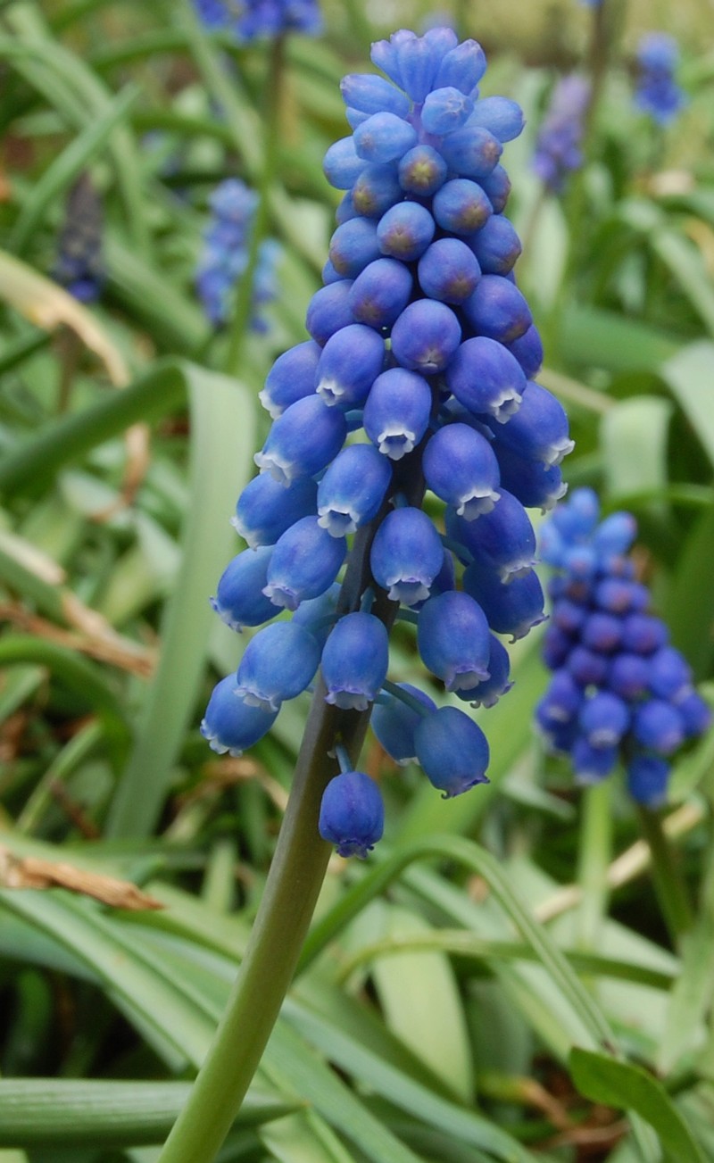 Starch Grape Hyacinth photo 7