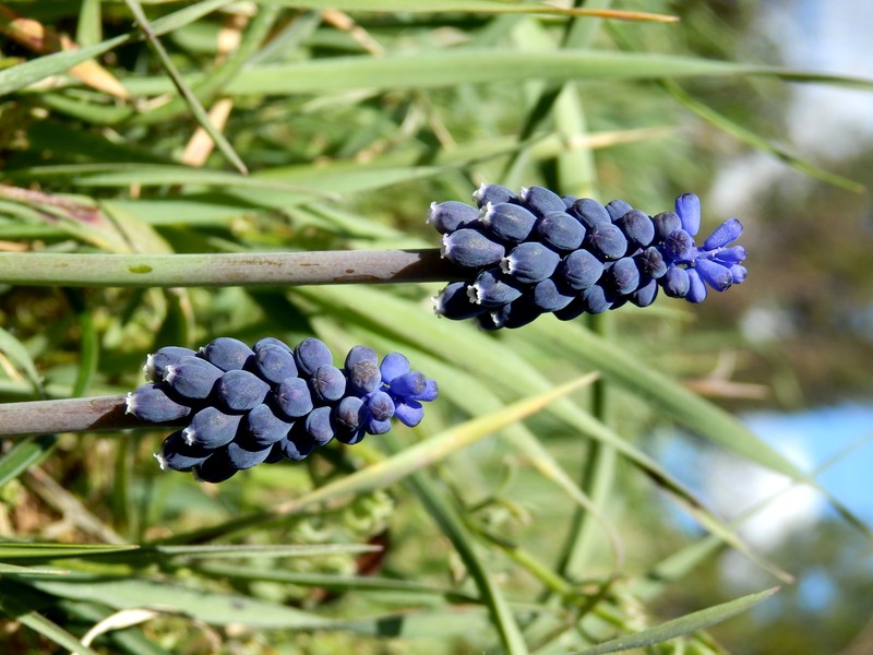 Starch Grape Hyacinth photo 2