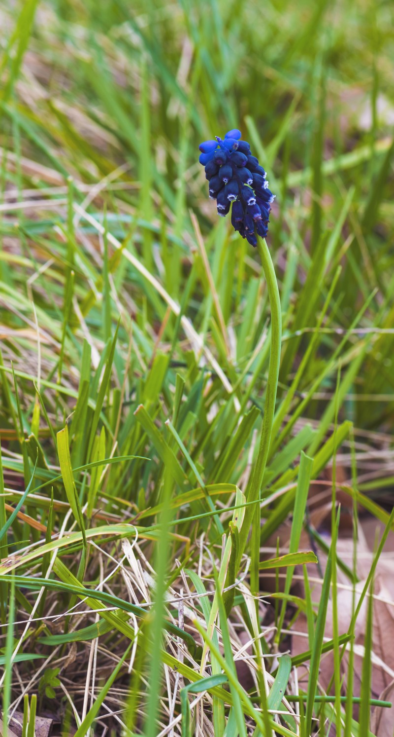 Starch Grape Hyacinth photo 3