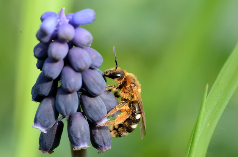 Starch Grape Hyacinth photo 4