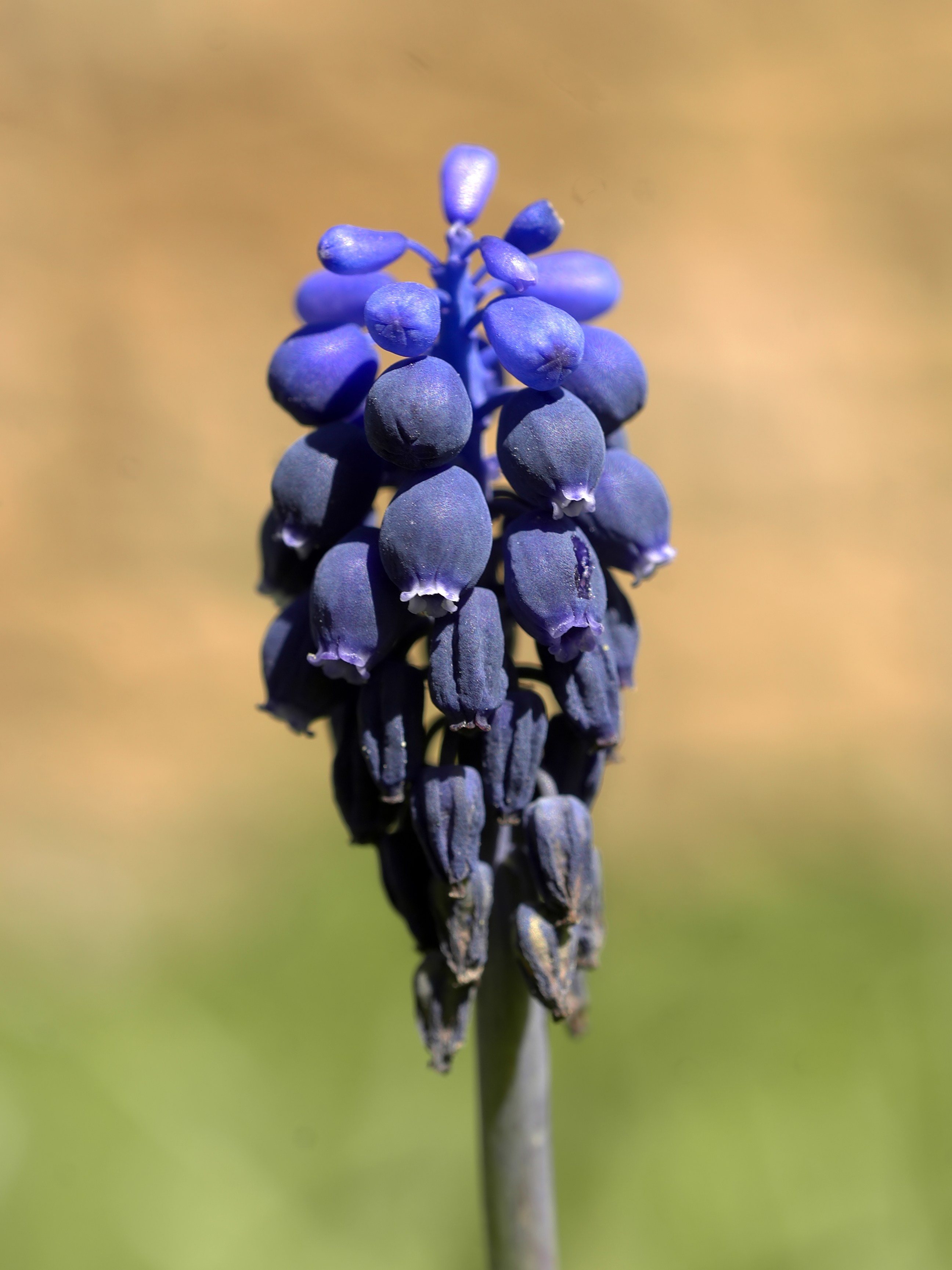 Starch Grape Hyacinth