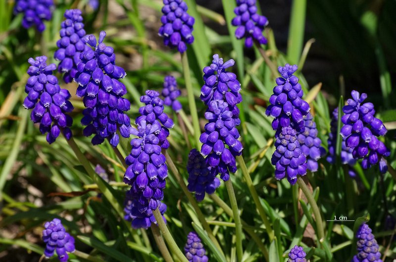 Starch Grape Hyacinth photo 8