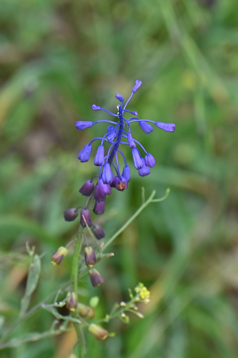 Muscari neumannii