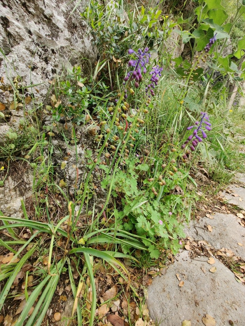 Muscari neumannii photo 2