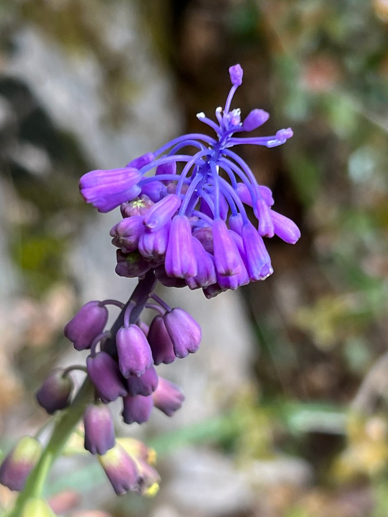 Muscari neumannii photo 3