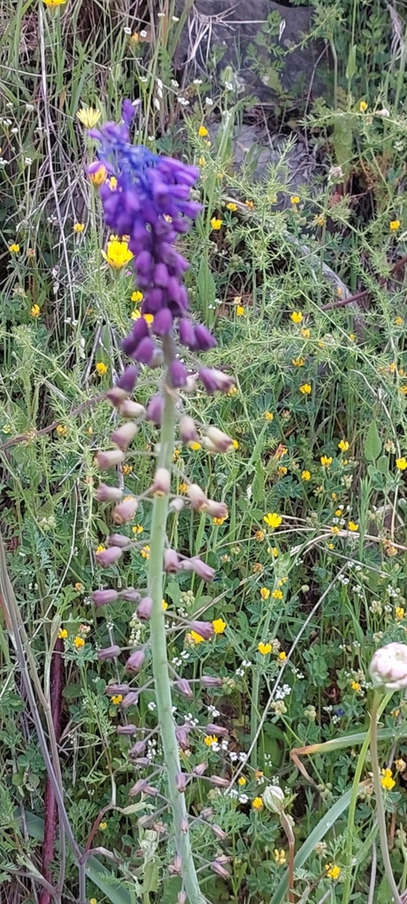 Muscari neumannii photo 4