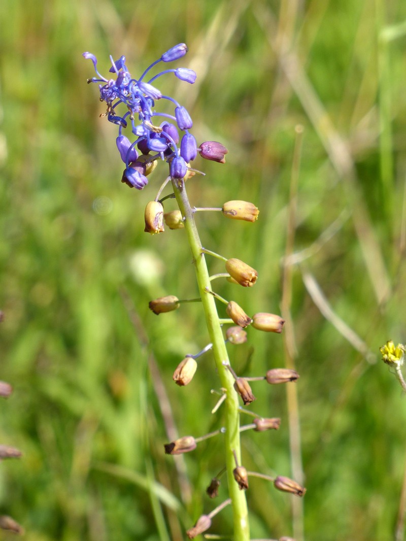 Muscari neumannii photo 5