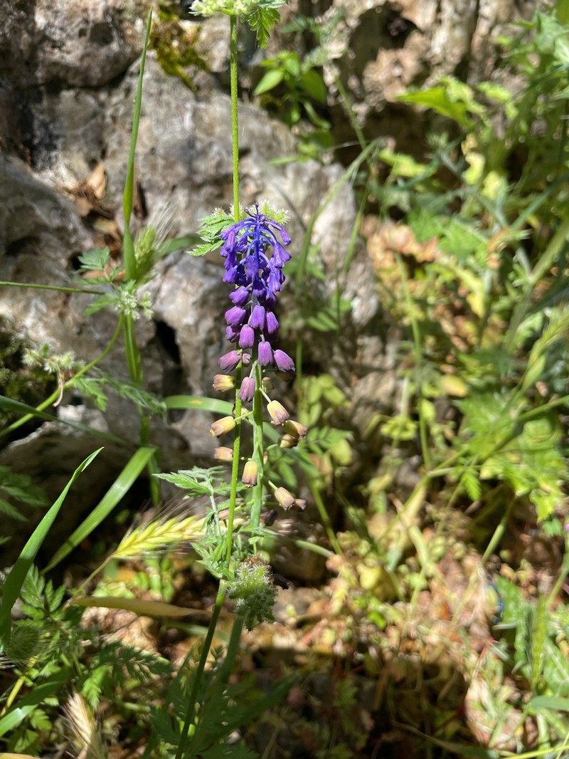 Muscari neumannii photo 6