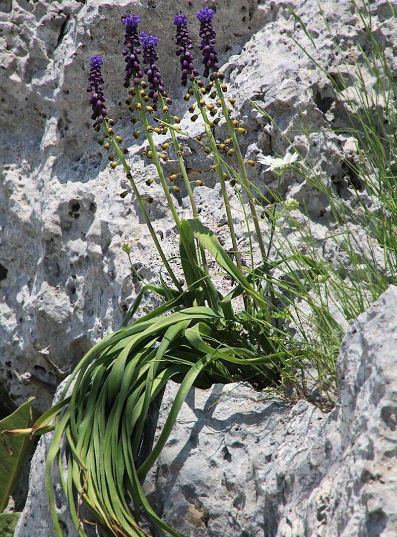 Muscari neumannii photo 7