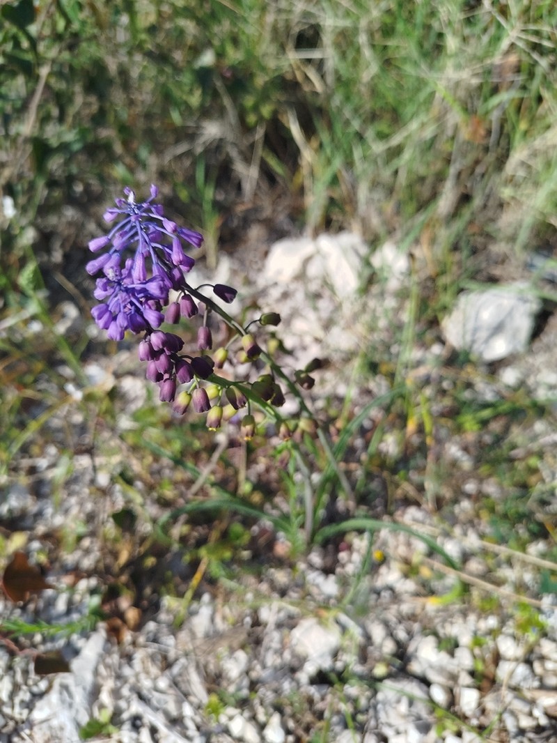 Muscari neumannii photo 8