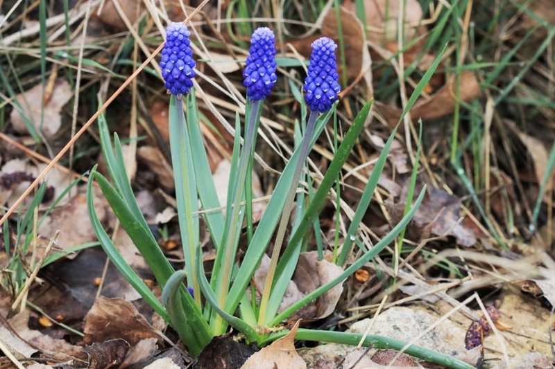 Muscari tauricum
