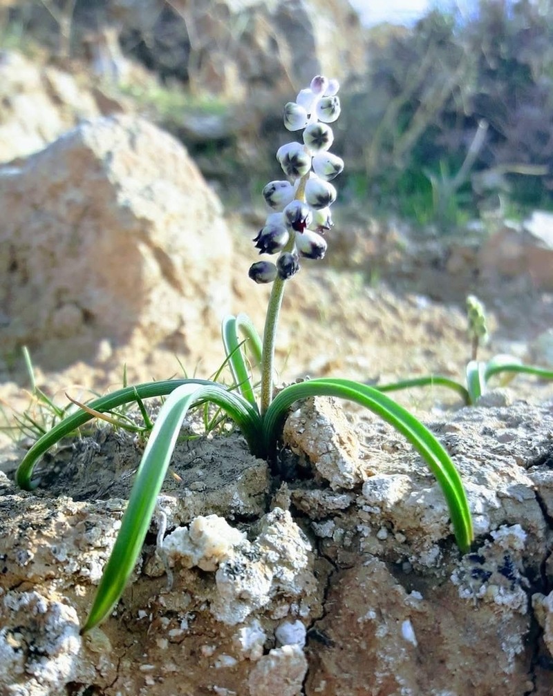 Muscari zagricum