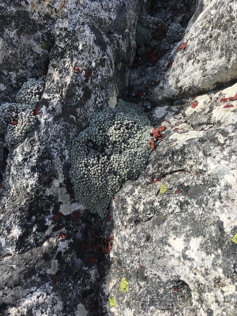 Muscosomorphe aretioides