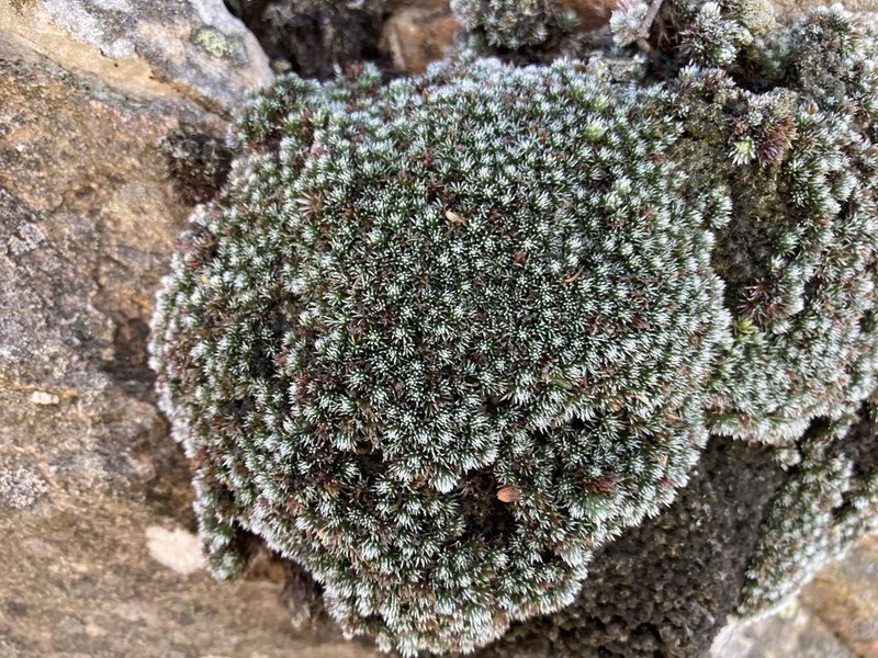 Muscosomorphe aretioides photo 2