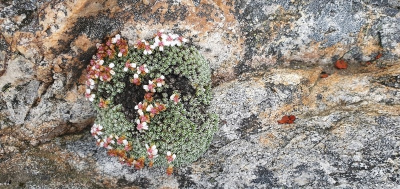 Muscosomorphe aretioides photo 3