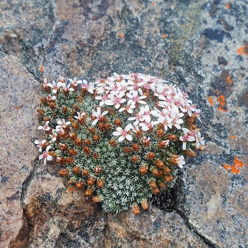 Muscosomorphe aretioides photo 4