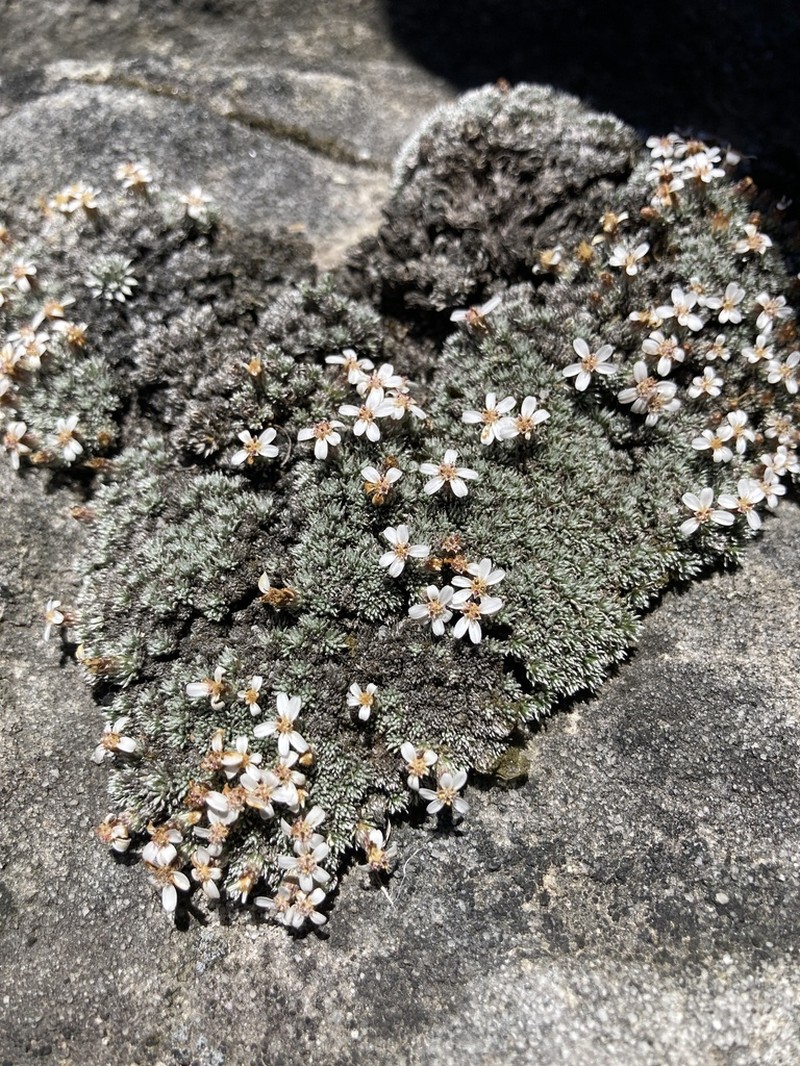 Muscosomorphe aretioides photo 5