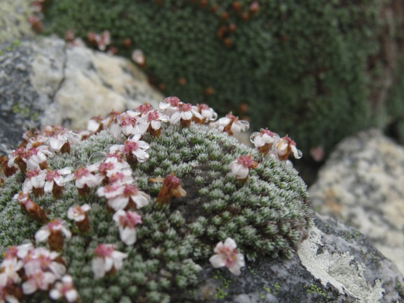 Muscosomorphe aretioides photo 6