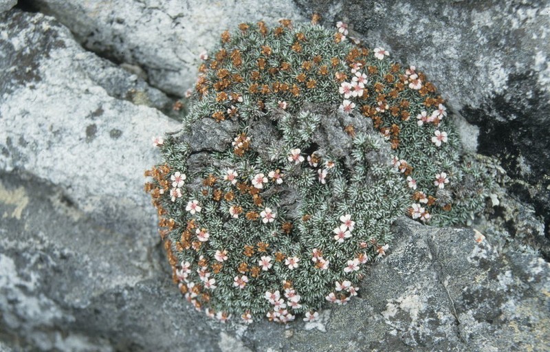 Muscosomorphe aretioides photo 7