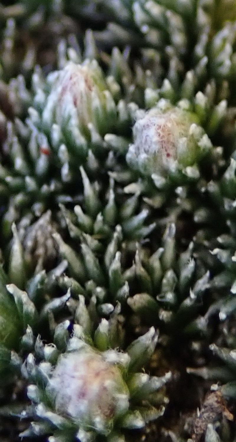 Muscosomorphe aretioides photo 8