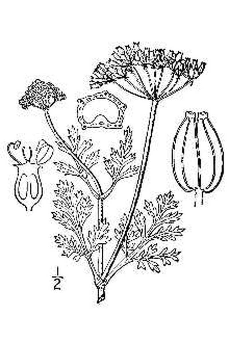 Leafy Wildparsley