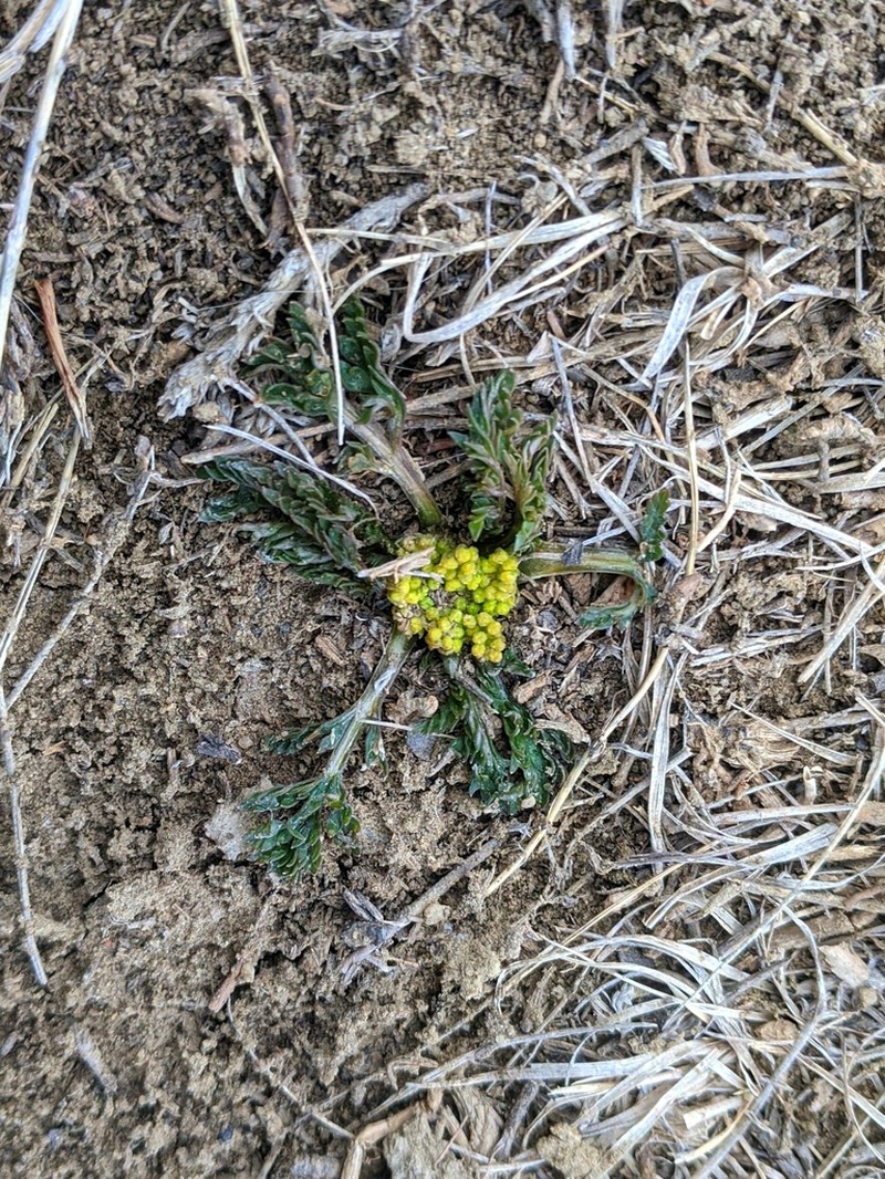 Leafy Wildparsley