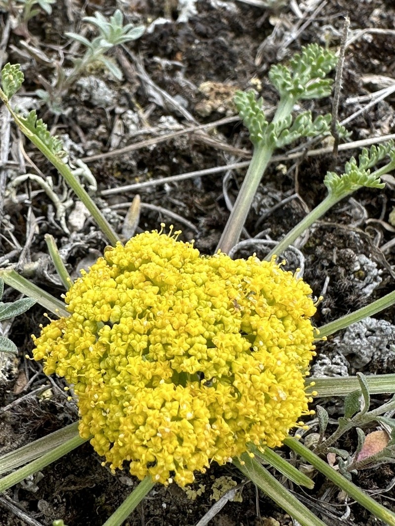 Leafy Wildparsley photo 2
